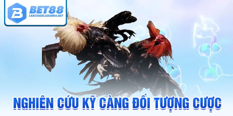 Nghiên cứu kỹ càng đối tượng cược khi chơi đá gà Philippines